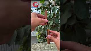 fingertip spinner fruit knife fine tool shorts viral foryou trending [upl. by Raff]