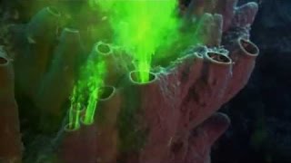 Sponges Filter Feed Shown Using Fluorescent Dye [upl. by Inek146]