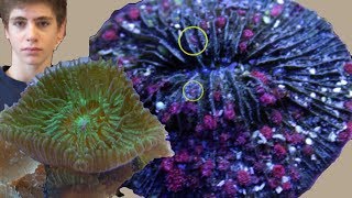 Grow Plate Coral Babies The Story of Fungia Reproduction [upl. by Aylat]