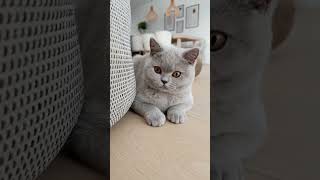 British Shorthair Cat  Adorable amp Fluffy  The Charming Cheshire Cat Breed [upl. by Ahterod]