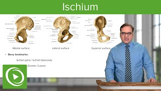 Ischium Location Body amp Bony Landmarks – Anatomy  Medical Education Videos [upl. by Valida]