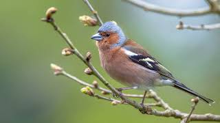 Het geluid van de Vink  Natuur en vogel geluiden om de Vink te leren herkennen  10 uur [upl. by Bendicta]