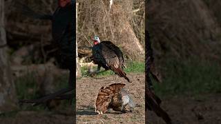 We Filmed A Turkey Hunt In Extreme Slow Motion 200000 camera 😳 shorts archery slowmotion [upl. by Isteb]