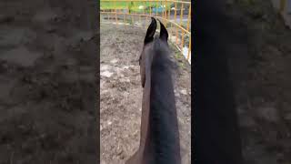 My Toral horse exercise for new milestone horse horseriding ghodi tending shorts [upl. by Rezal]