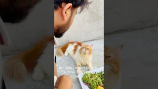 Billu sabziwala😳😳 catcomedy cat billicomedy billug catvideo sajidcat billucat [upl. by Thar585]