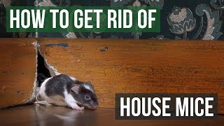 How to Get Rid of House Mice 4 Easy Steps [upl. by Anirpas]