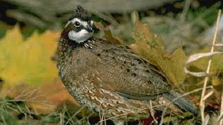 Bobwhite Quail Nest [upl. by Aikyt162]