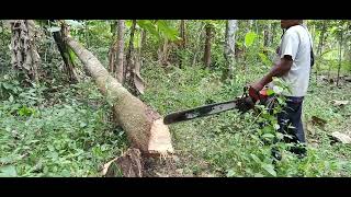 cutting down dead and weathered wood with a chainsaw [upl. by Avilys]