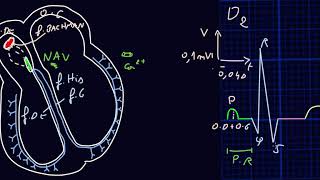 ECG  Introduction  Docteur Synapse [upl. by Yrgoerg]