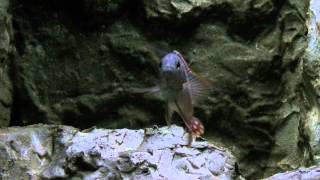 Stigmatochromis modestus gets angry [upl. by Luapnoj]