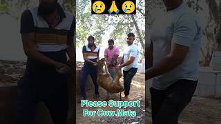 Please Save Animals 😭🙏 animals cow maa help wildlife nature bhagwan religion [upl. by Mcgruter758]