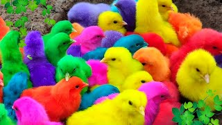 Menangkap ayam lucu ayam warna warni ayam rainbow bebek angsa ikan hias ikan cupang Kelinci [upl. by Leugar]