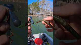 How to WACKY RIG shortsfeed fishing wackyrig senko youtubeshorts bassfishing fish yum [upl. by Nuri]