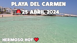 PLAYA DEL CARMEN ULTIMA HORA🚨ACTUALIZACION 25 ABRIL 2024  HERMOSO HOY PERO LLEGANDO SARGAZO [upl. by Whitcomb]