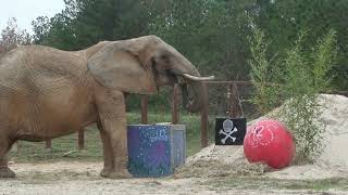 The Elephant Sanctuary  Noseys 42nd Birthday [upl. by Yrome186]