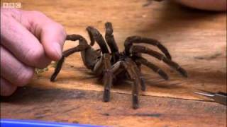 Goliath birdeating spider  Expedition Guyana  BBC [upl. by Ancier]