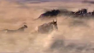 Cheetah Hunting Wildebeest  Big Cat Diaries  BBC Earth [upl. by Yelroc]