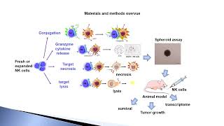 Natural Killer cell cytotoxicity against Medulloblastoma – Video abstract 458278 [upl. by Rraval285]