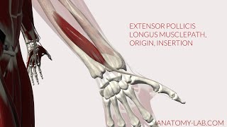 Extensor Pollicis Longus Musclepath Origin Insertion 3D Anatomy [upl. by Rimaa]