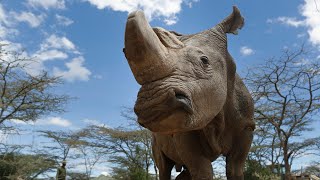 Sudan the worlds last male northern white rhino dies [upl. by Sternick51]