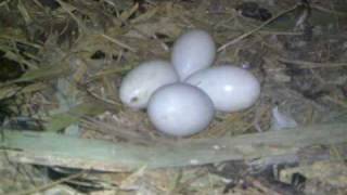 Inside the nest of Hammerkops Scopus umbretta [upl. by Fabozzi]