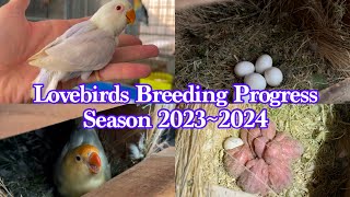 Breeding Progress of Lovebirds [upl. by Miyasawa]