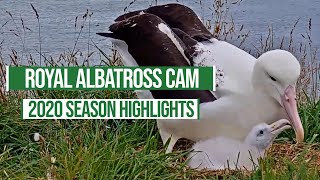 2020 Royal Albatross Cam Season Highlights [upl. by Bergess]