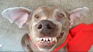 Funny Dog best of the worlds funniest talking Weimaraner videosHilarious [upl. by Cooke]