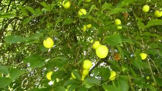 MIRABELLE PLUM TREE [upl. by Ambur]