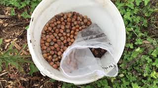 Planting 3000 Hazelnuts from seed by hand 20 seconds a seed in a Permaculture Organic Food Forest [upl. by Alliehs924]