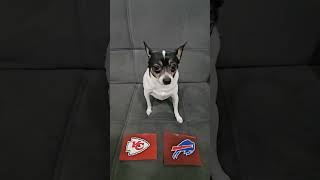 Chiefs vs Bills nfl nflpredictions nflfootball week11 kansascitychiefs buffalobills dog [upl. by Willey]