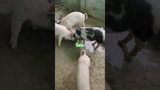 Sale kora hobe tripura animalfeed automobile [upl. by Ajiam]