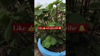 Ajwain ka plants 🪴 herbalplants gardening nature shorts ytshorts subscribe [upl. by Ivette686]