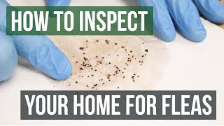 How to Inspect Your Home for Fleas 4 Easy Steps [upl. by Saalocin208]