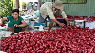 Asian Bell Fruit Agriculture Technology  Rose Apple Farm and Harvesting [upl. by Segroeg352]