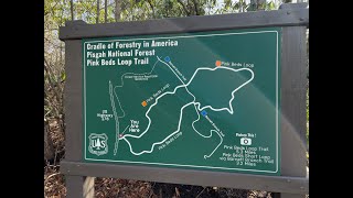 Pink Beds Trail Loop  The Pisgah National Forest near Brevard North Carolina [upl. by Seeto]