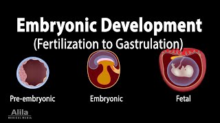 Embryology from Fertilization to Gastrulation Animation [upl. by Akimit429]