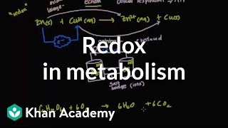 Oxidation and reduction in metabolism  Biomolecules  MCAT  Khan Academy [upl. by Nydia433]