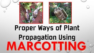 How to do Marcotting  Plant Propagation  Step by Step Proper Way [upl. by Peggie]