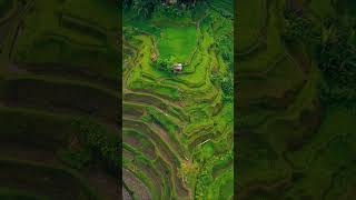 Discovering the Tegalalang Rice Terraces Balis Scenic Wonder [upl. by Aicsila]