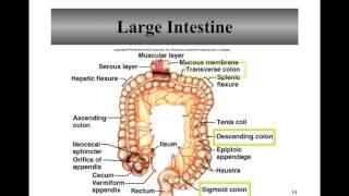 Large Intestine [upl. by Richara544]