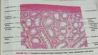 Histology of Male Reproductive system [upl. by Okomot]