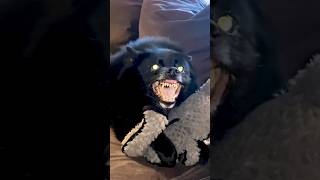 NICE LITTLE FOX DOG chupacabra So sweet funny animals shorts dog scary viral schipperke [upl. by Atiuqrahc]