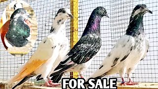 VIP MAAL FOR SALE IN SARIALAMGIR total 10 kabutar insha Allah Aap Ko pasnad aaye gy pets [upl. by Acirahs219]