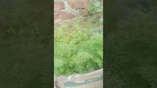 yah ajwain Hai nature life short video please subscribe Kijiye like kijiye [upl. by Assert]