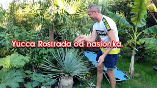 Yucca rostrata od nasionka Uprawa w gruncie wykopać czy nie ☹️🎬 [upl. by Helgeson844]