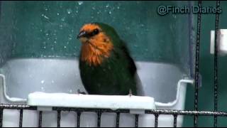 Finch Diaries  Sea Green RedFaced Parrot Finch Bathes [upl. by Colwell]