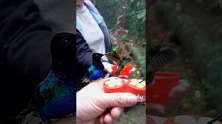 Splendid colorful HUMMINGBIRD handfeeding in slow motion [upl. by Moclam]