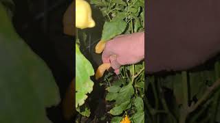 Picking Sugar Rush Peach peppers [upl. by Alcus]