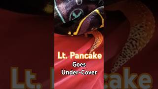 Lt Pancake Goes UnderCover Leopard Gecko In A Blanket funny leopardgeckos lieutenantpancake [upl. by Ardnic927]